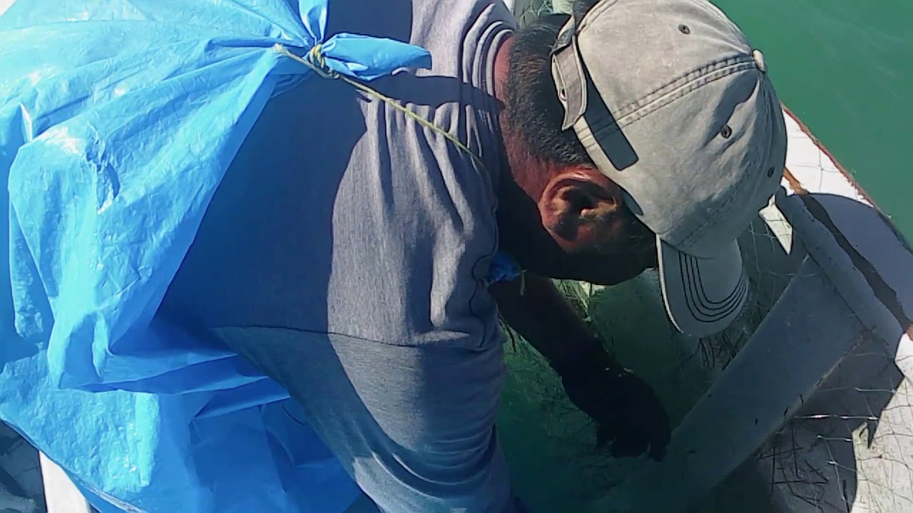 LANCEO 100 PZ CORVINA