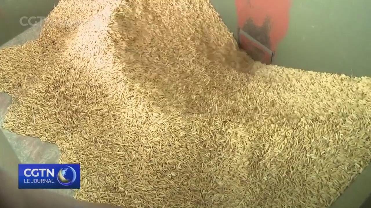 Objectif : parvenir à l'autosuffisance en riz en Côte d'Ivoire