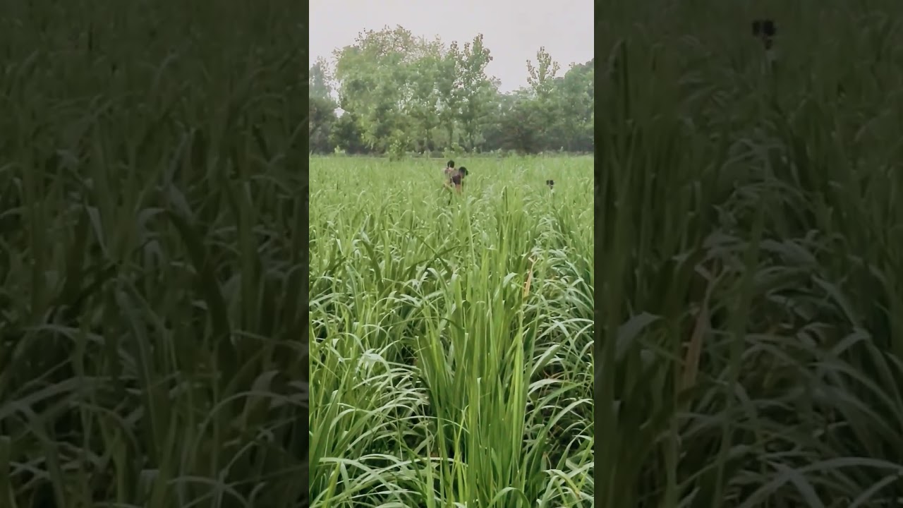 #farming