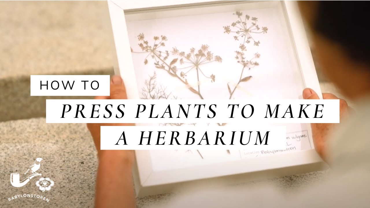 How To Press Plants To Make A Herbarium