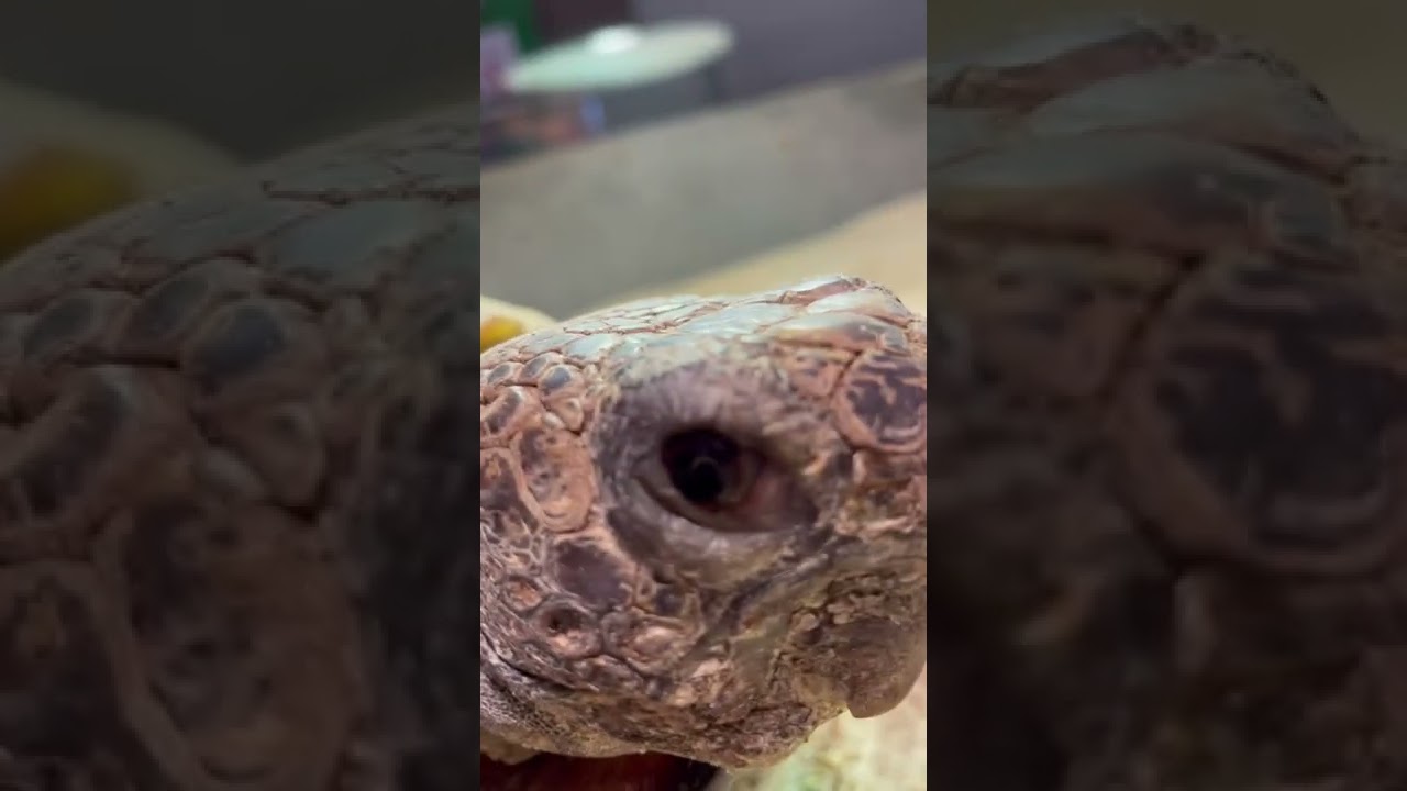 Close Encounters of the Gus Kind!🐢 - Gus the Gopher Tortoise #Shorts