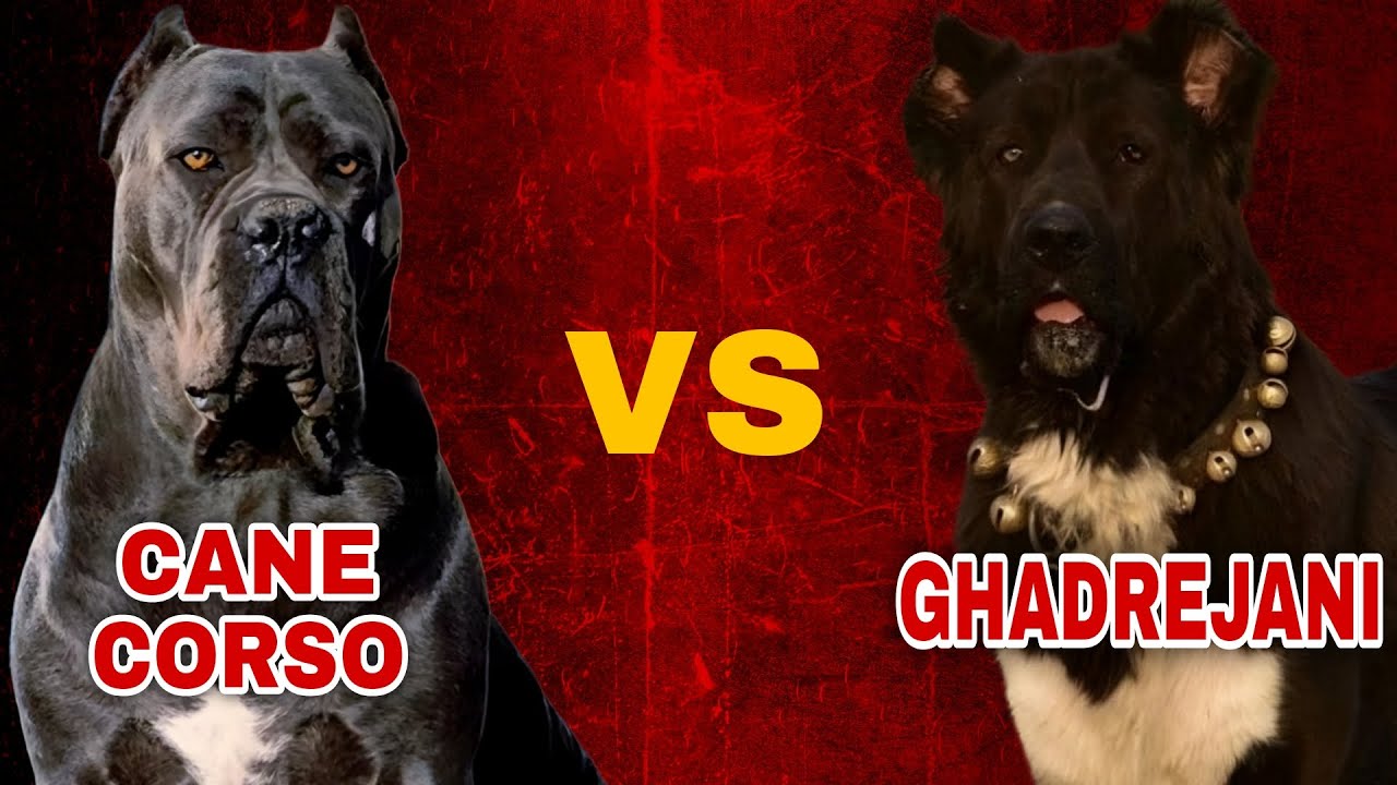 Two Titans Face Off: Ghadrejani vs Cane Corso