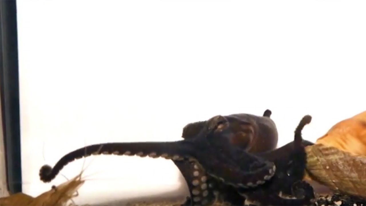 Larger Pacific Striped Octopus taps its prey