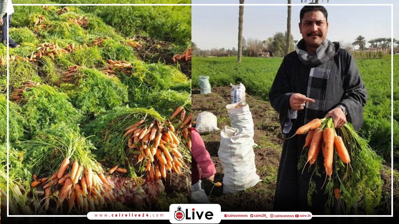 أشهر أنواعه نانتس.. فرحة المزارعين بموسم حصاد الجزر ببني سويف: اليد الشغالة كلها بركة