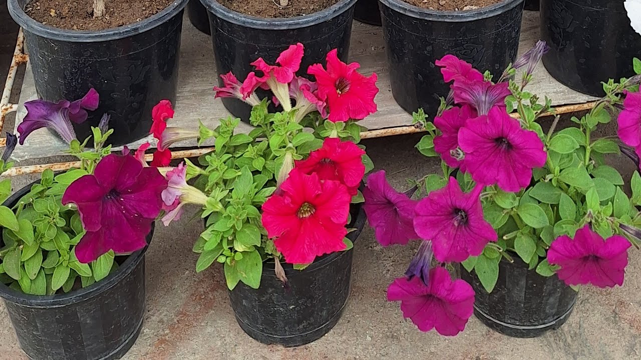 Gardening 🌸 Some random chit chat