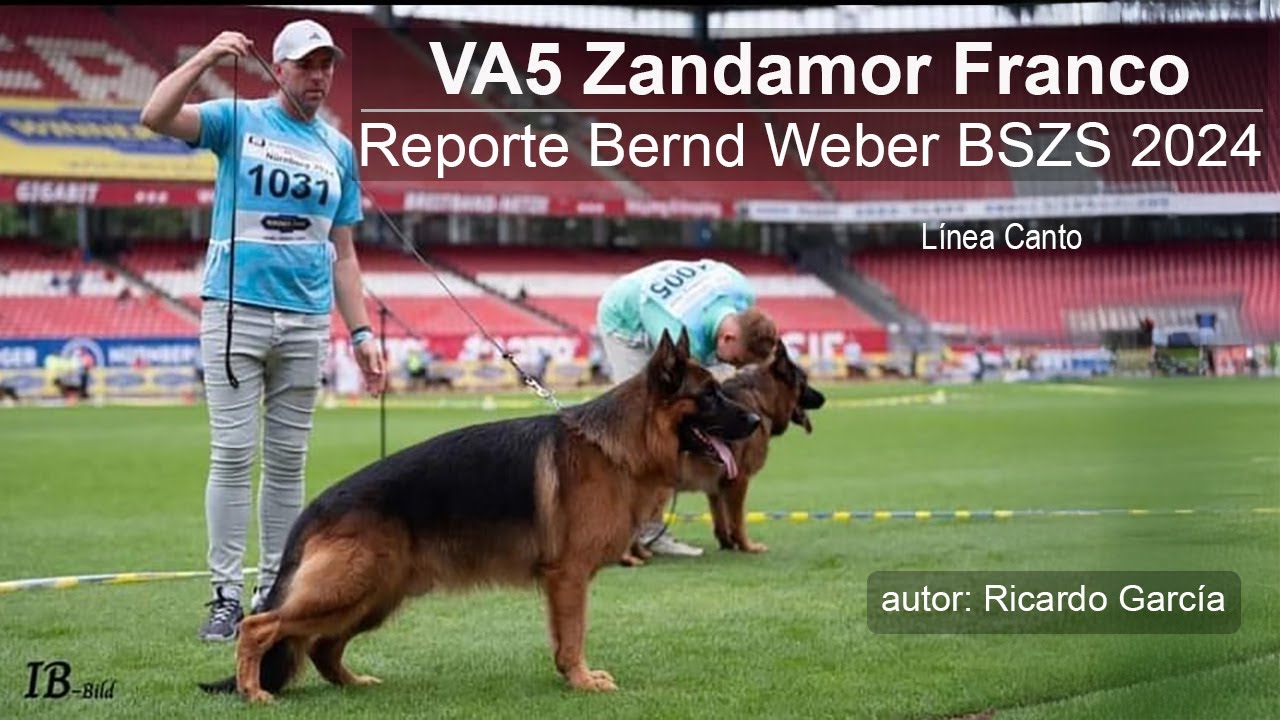 Zandamor Franco BSZ-2024