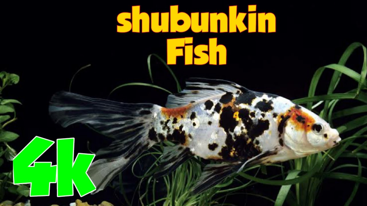 shubunkin Fish (4K)