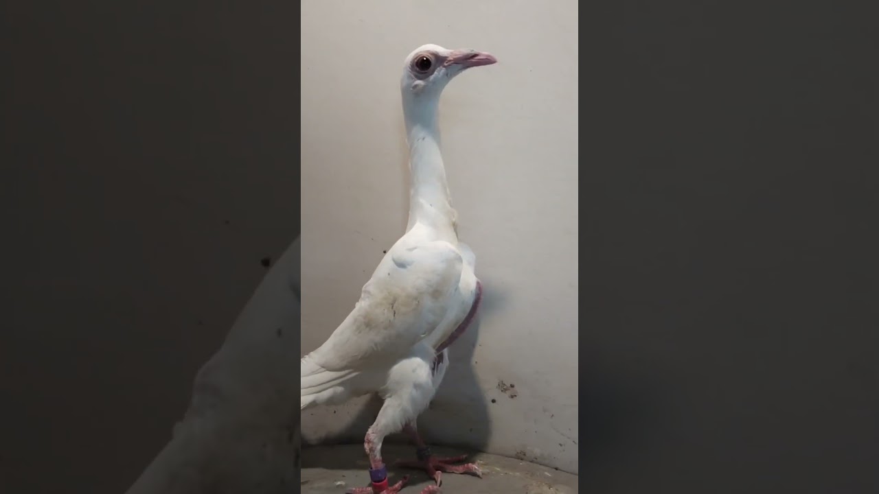 Las Palomas Mensajeras Inglesas