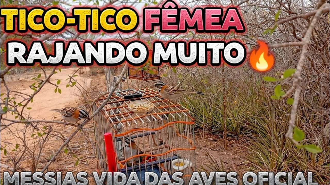 TICO-TICO FÊMEA RAJANDO MUITO 