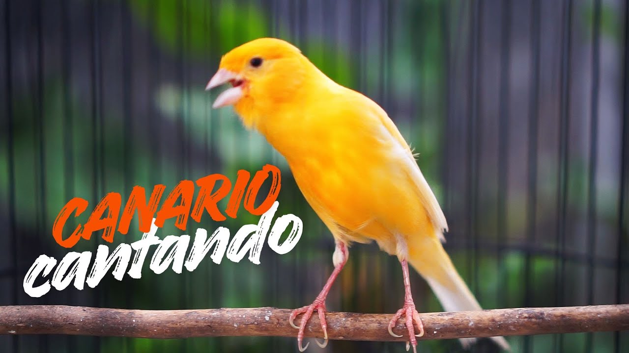 Canto do Canário Belga para Esquentar: Em 3 Minutos seu Canário vai Abrir o Bico!
