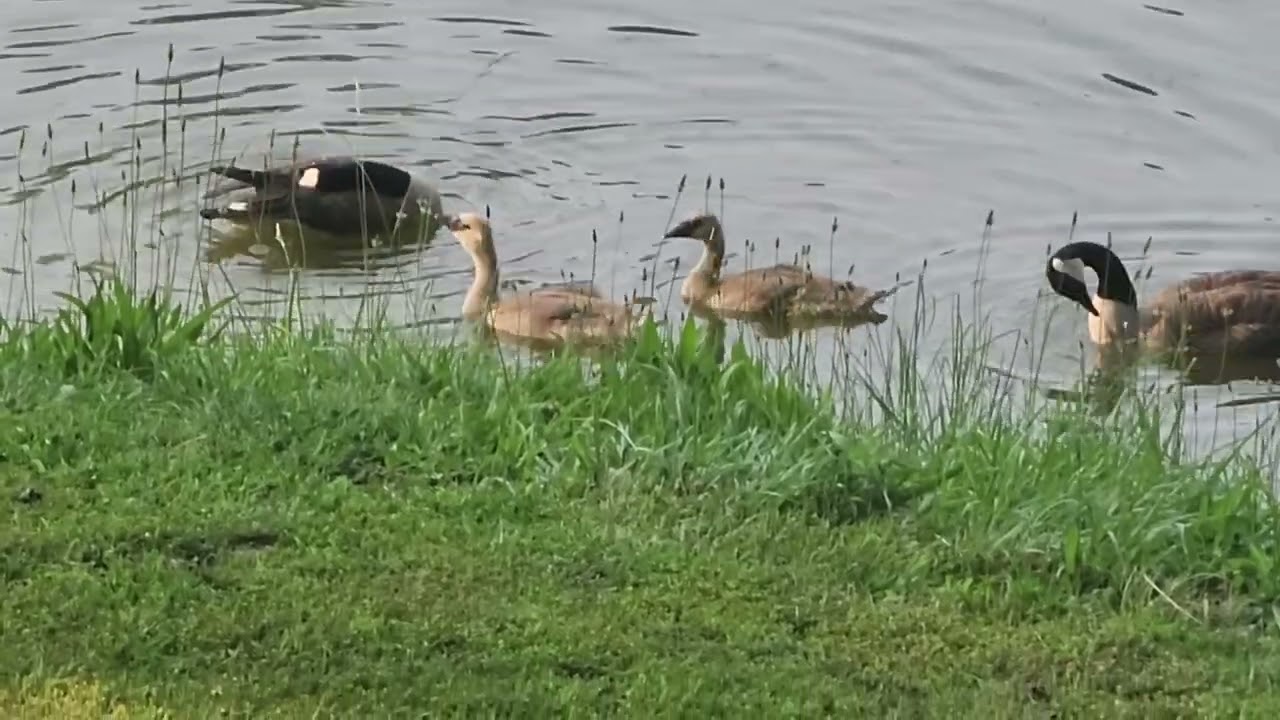 Geese Parents Teaching Babies 