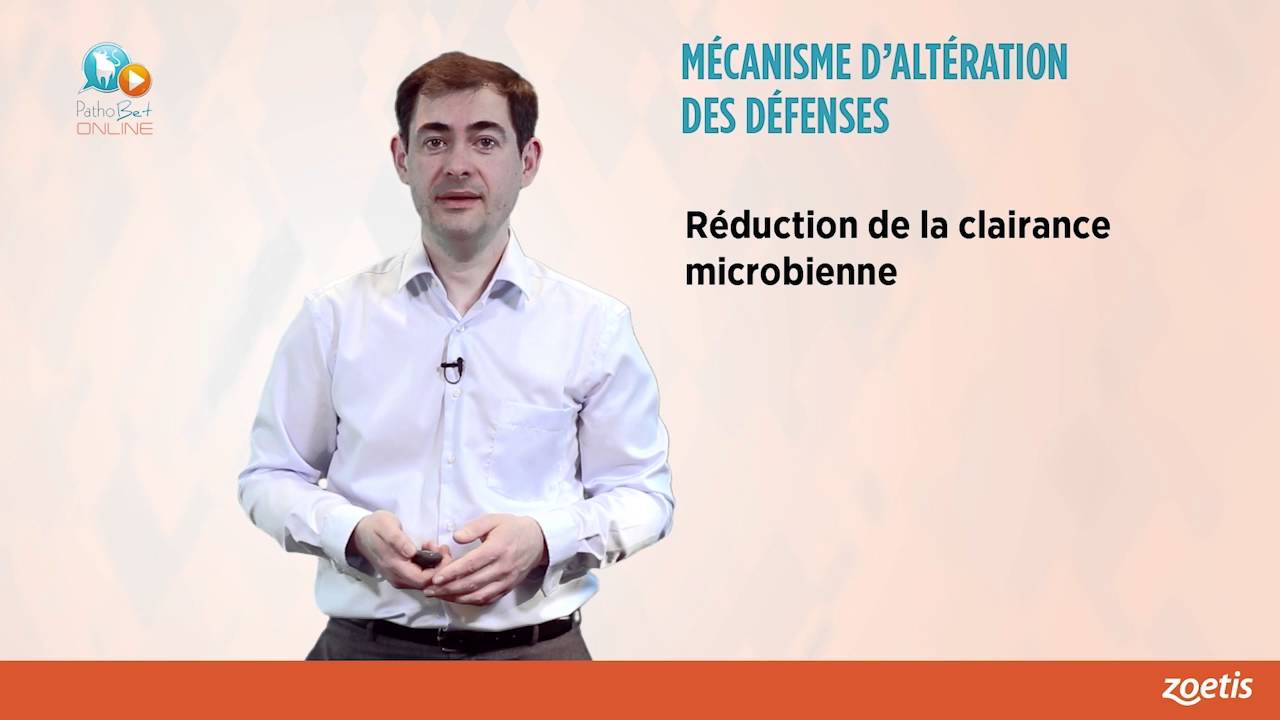 GILLES FOUCRAS   Maladies respiratoires bovines et immunité locale V3