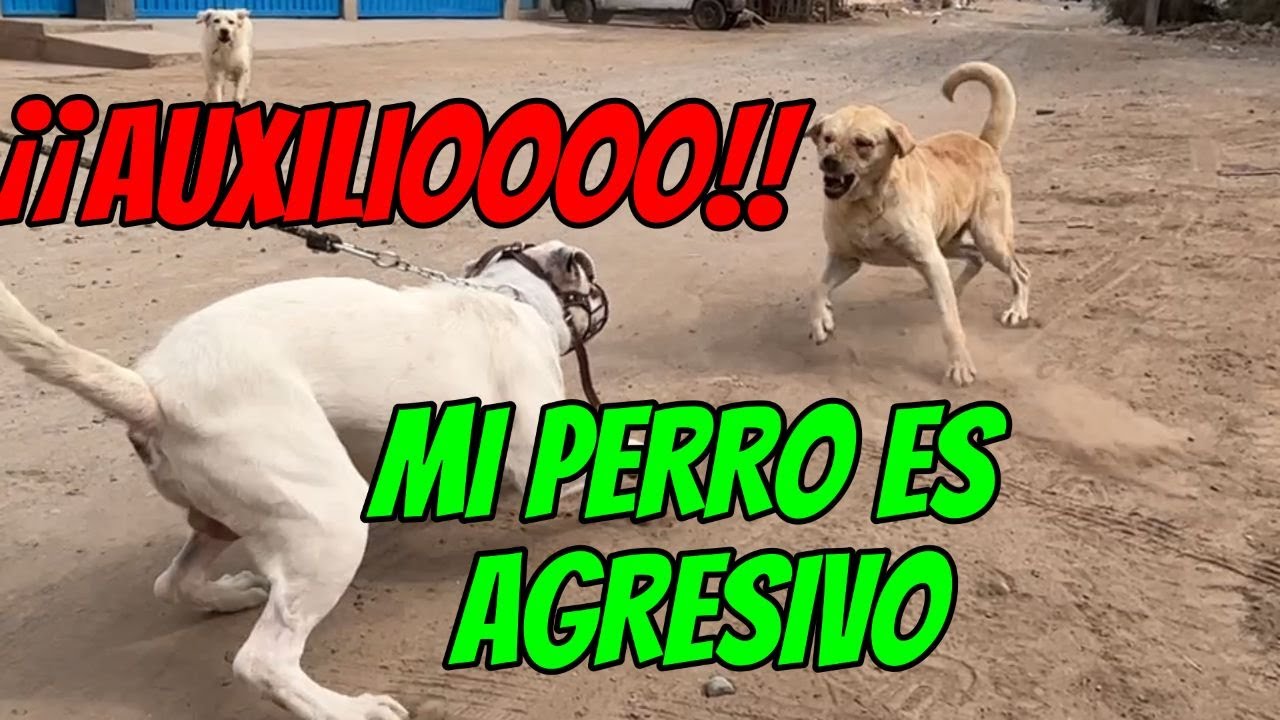 REHABILITANDO A UN PERRO TIPO DOGO ARGENTINO MUY AGRESIVO , ADIESTRAMIENTO Y CORRECCION DESDE CERO