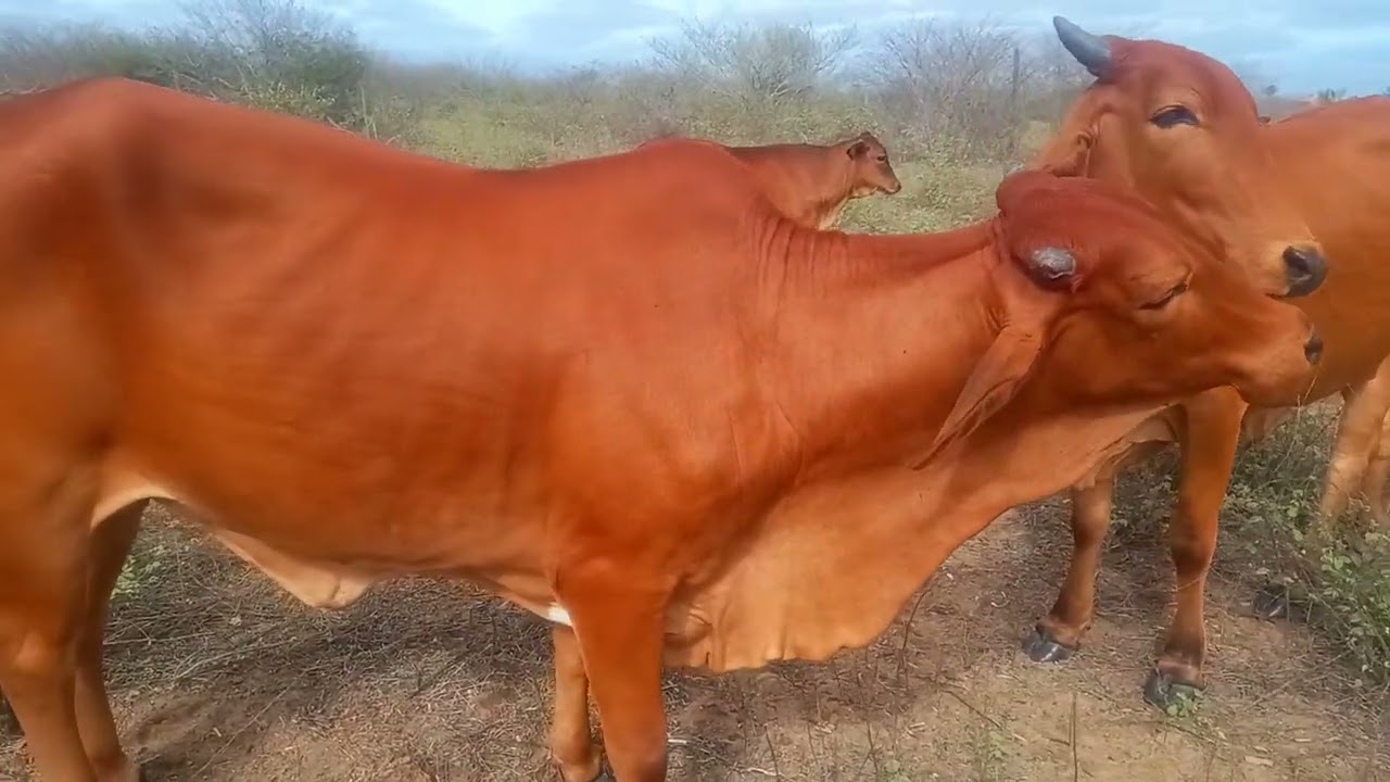Minhas novilhas Sindi como estão na capoeira 