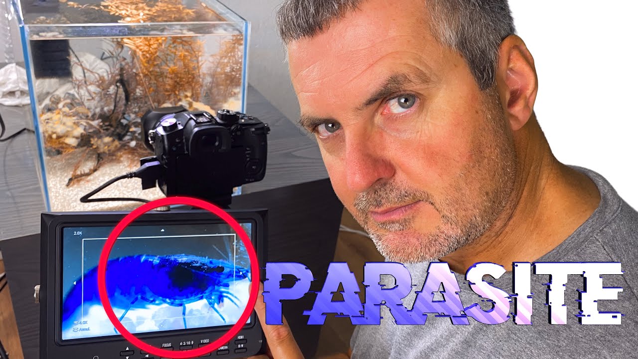 Les parasites des crevettes (Floraquatic)