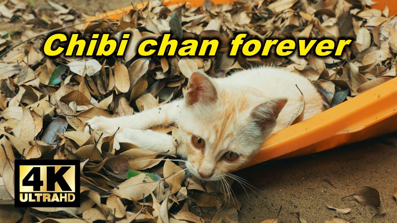 Chibi chan forever ありがとうチビちゃん