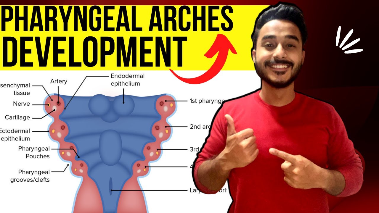 pharyngeal arches development embryology | development of pharyngeal arches derivative embryology