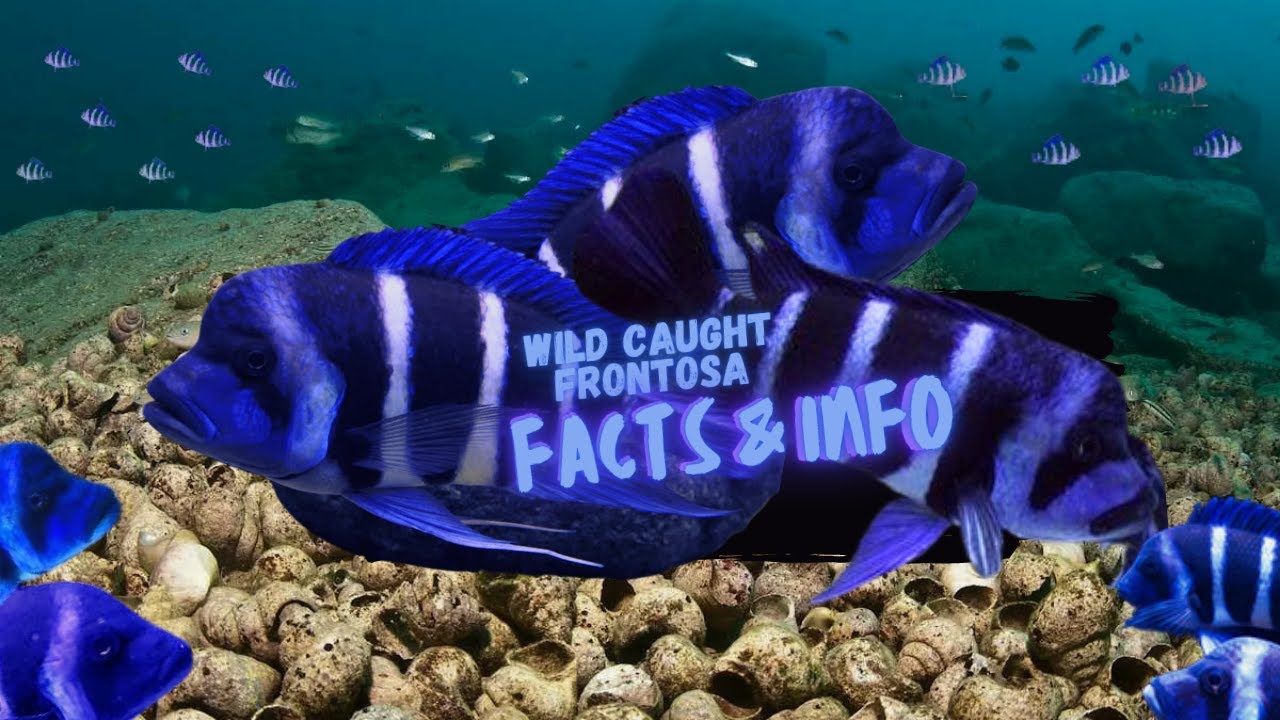 Wild Caught Frontosa Facts & Info - African Cichlid Guide