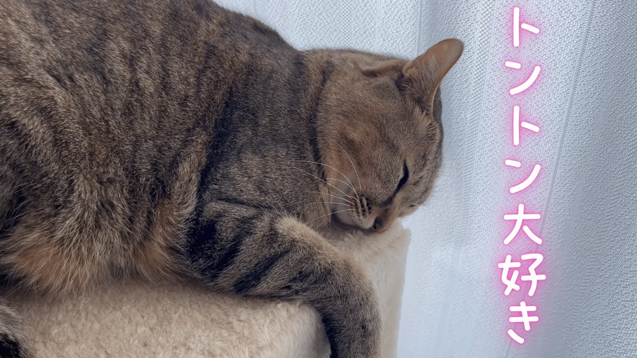 愛猫をトントンしたらお喋りになりました