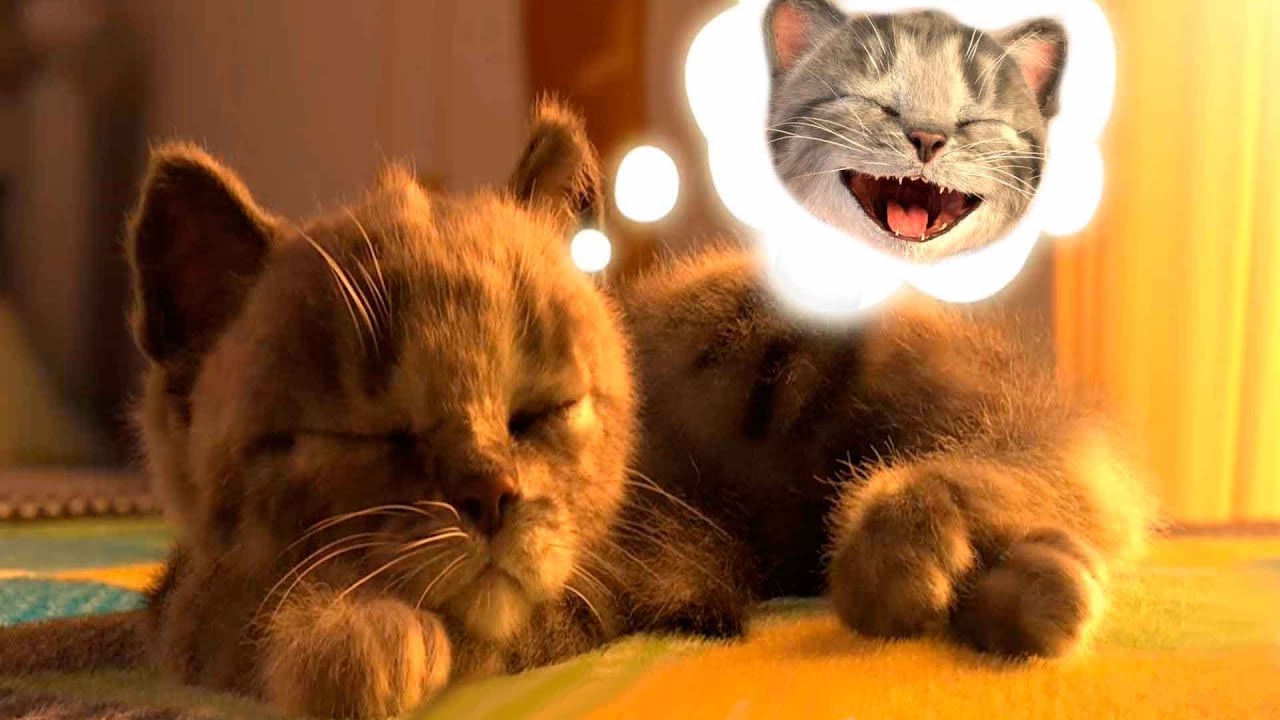 Милый котенок бантик идет в школу | Трюки наоборот | Играем с котиком игре для детей