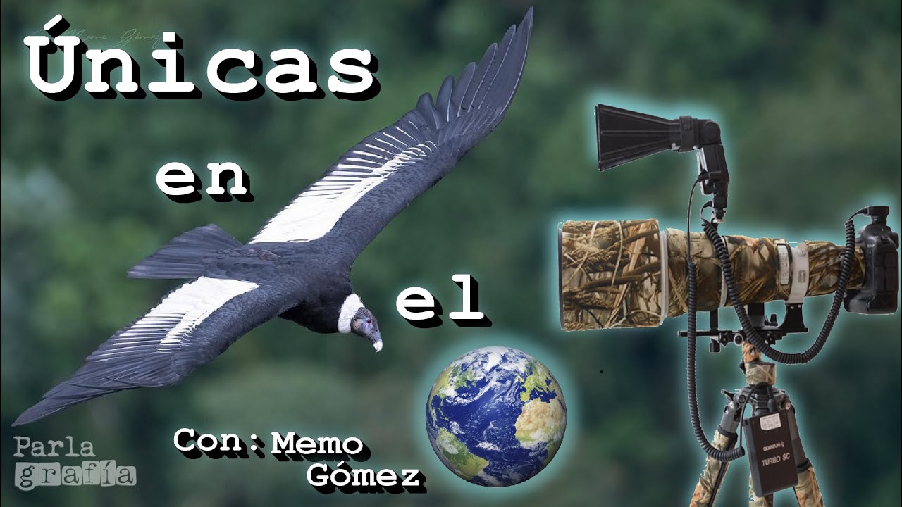 Fotograf&iacute;as de🦤Aves &Uacute;NICAS en el mundo 🌎 &iquest;Sabes donde encontrarlas?