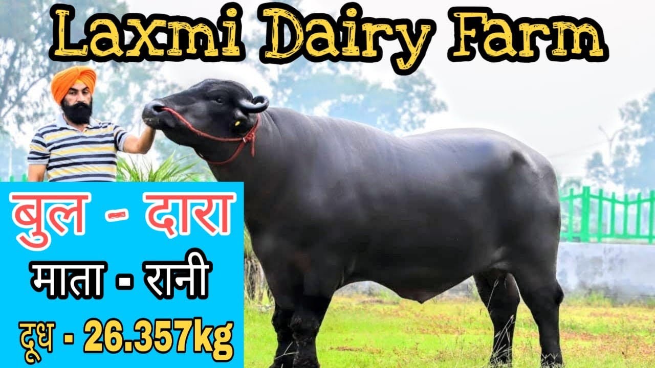 Lakshmi Dairy Farm Bull - DAARA