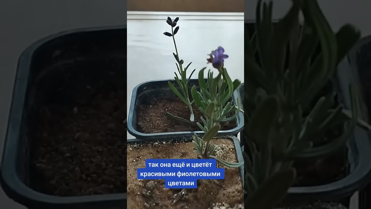 Цветущая 2 месячная черенкования лаванда. 