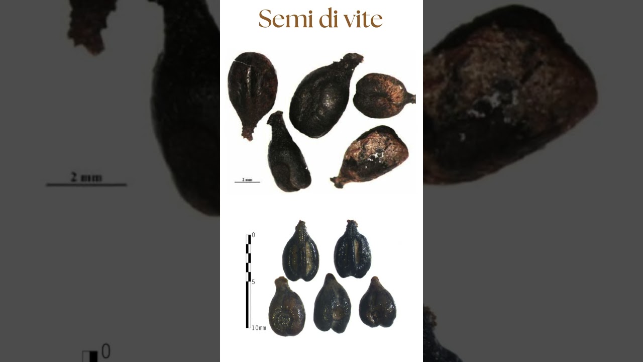 APPROFONDIMENTO: l'importanza del vino nell'antichit&agrave;