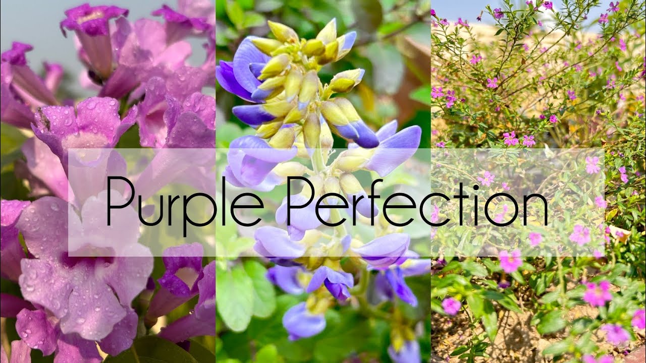Splash Of Purple 💜 #youtubevideos #the_tiny_terracegarden 