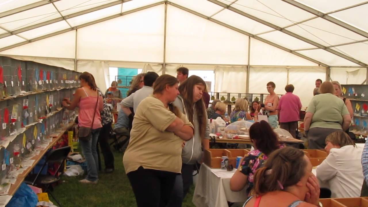 Worthing & Eastergate Cavy Club Show - Parham June 2014