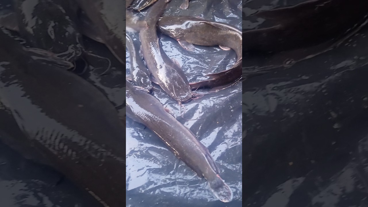 chainese magur reels Short video 