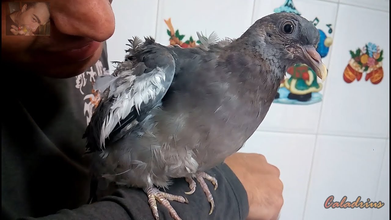 Criar a una paloma torcaz 😇 | Cría y salva pájaros