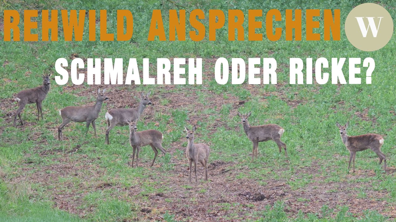 Rehwild richtig ansprechen | Unterscheidung: Schmalreh oder Ricke? | WaldGeist
