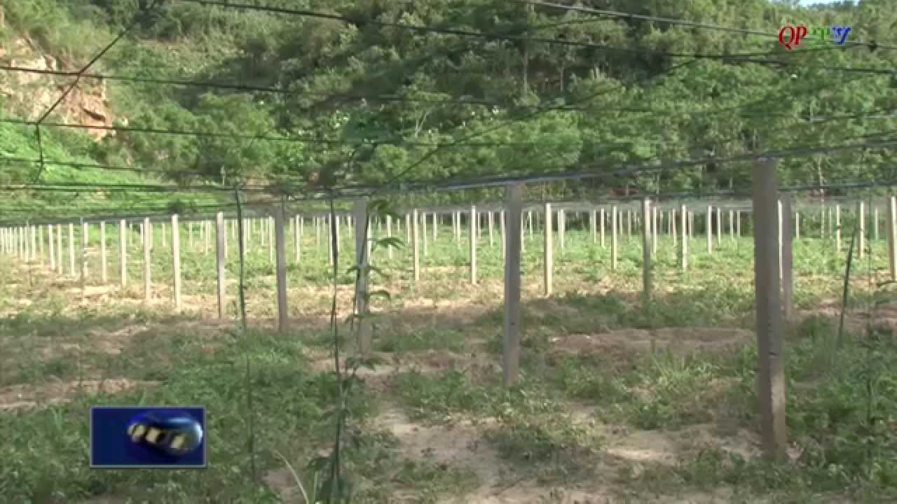 Người trồng Gấc trên đất Quế