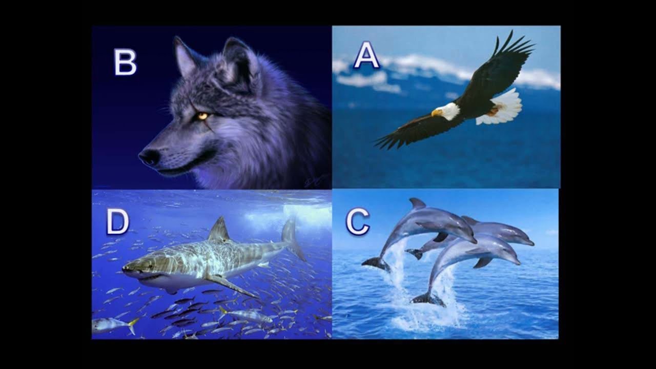 Teste de perfil comportamental - animais (&aacute;guia, lobo, golfinho e tubar&atilde;o)