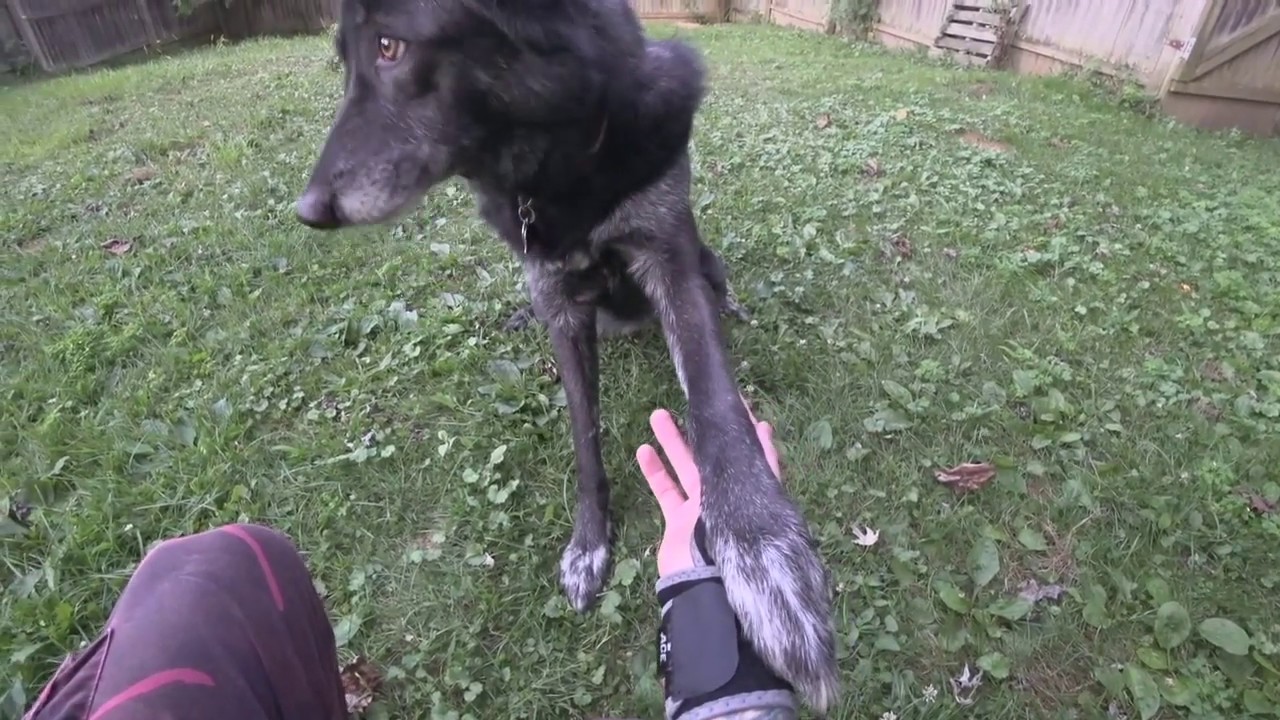 Treasure Hunt with a Wolfdog