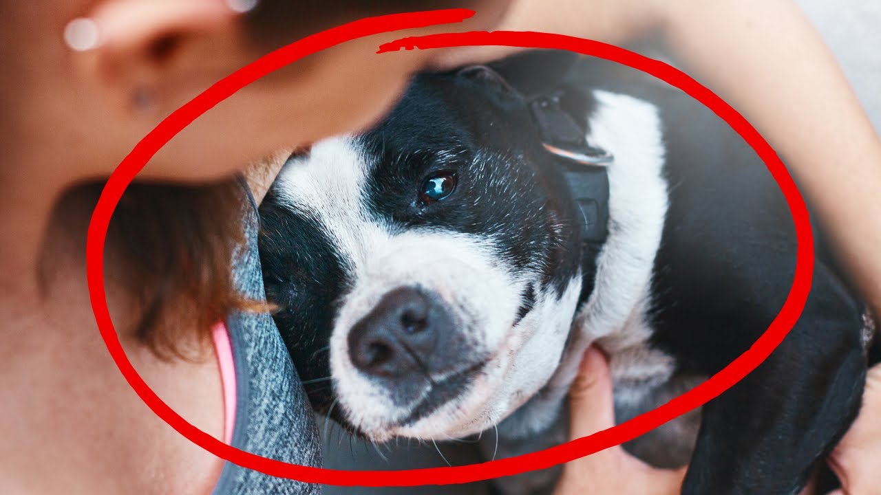 UNEXPECTED: Signs You Have a Soul Dog (Happens Very Rarely!)