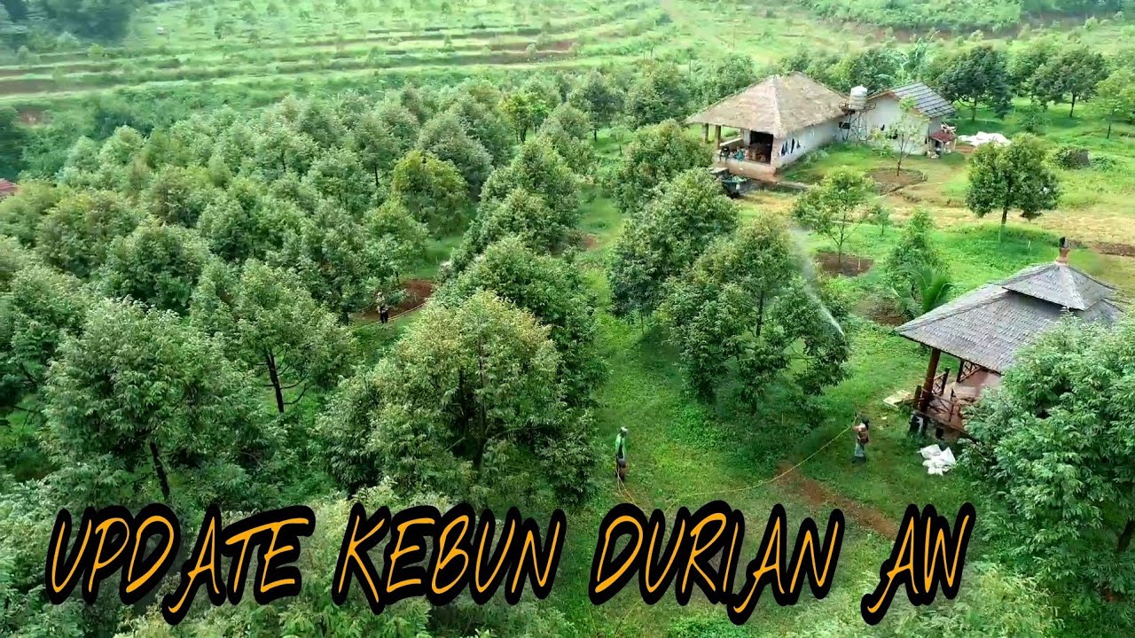 Update Kebun Durian AW Jasinga Bogor