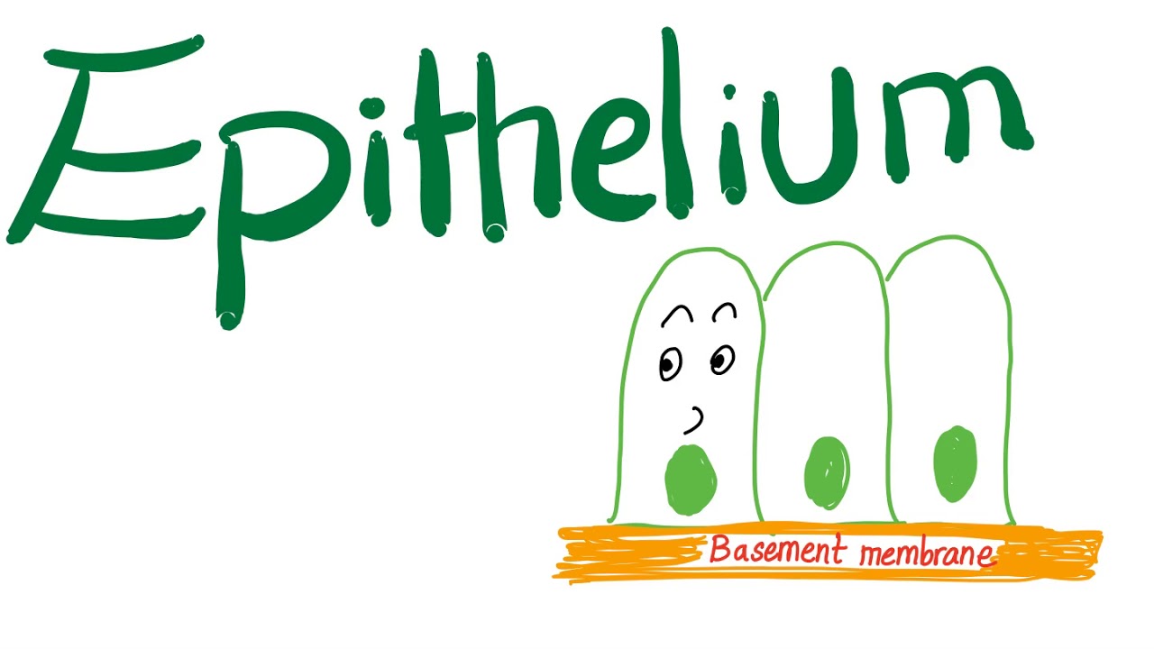 Epithelium (Epithelial Tissue) - It&rsquo;s Everywhere In Your Body!