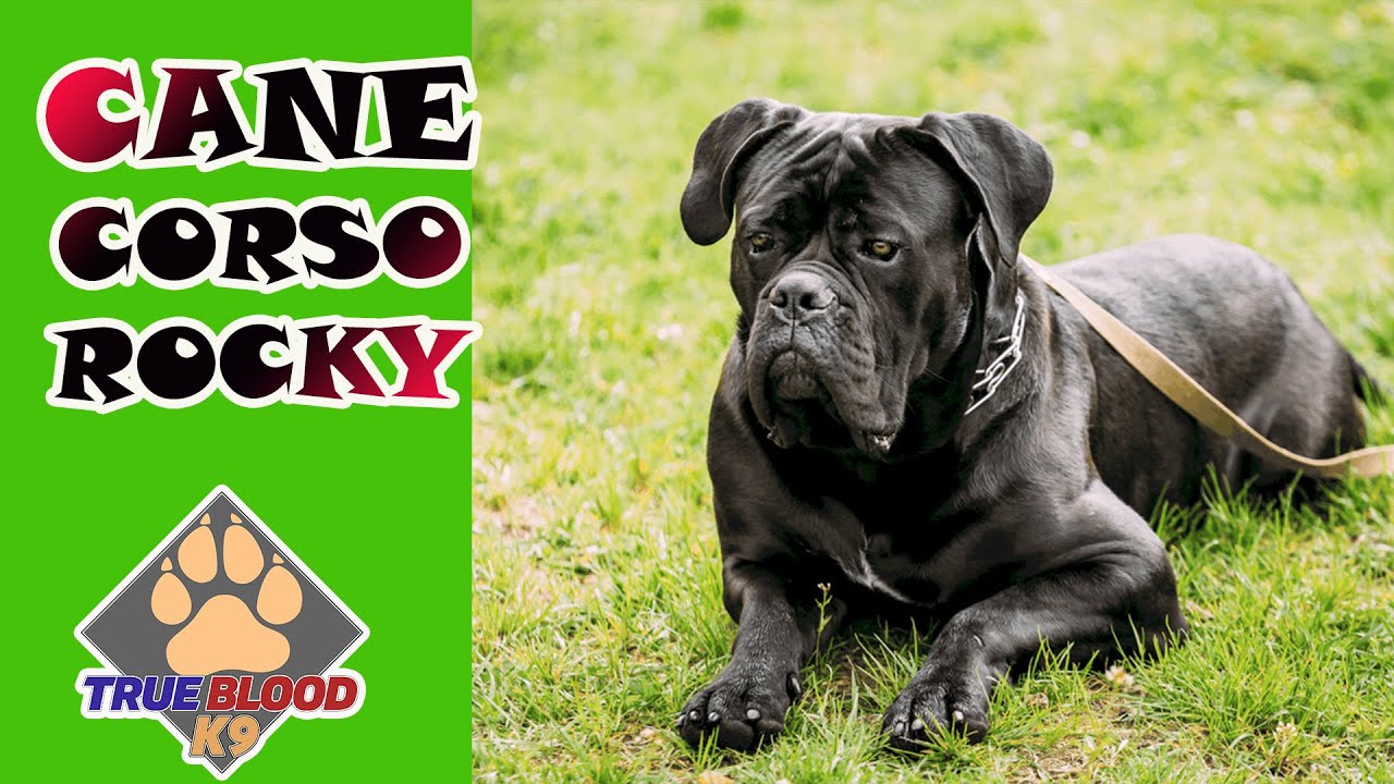 CANE CORSO YAVRUSU ROCKY HERKESİN ÜSTÜNE UÇUYOR - BÜYÜK IRK KÖPEK BAKMAK