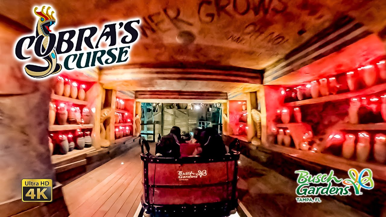 Cobra's Curse Roller Coaster On Ride 4K POV with Queue Busch Gardens Tampa 2022 01 01