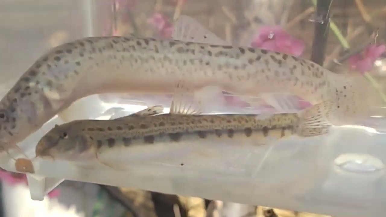 ＃梅＃どじょう＃カマツカ　水槽掃除　今日の１言