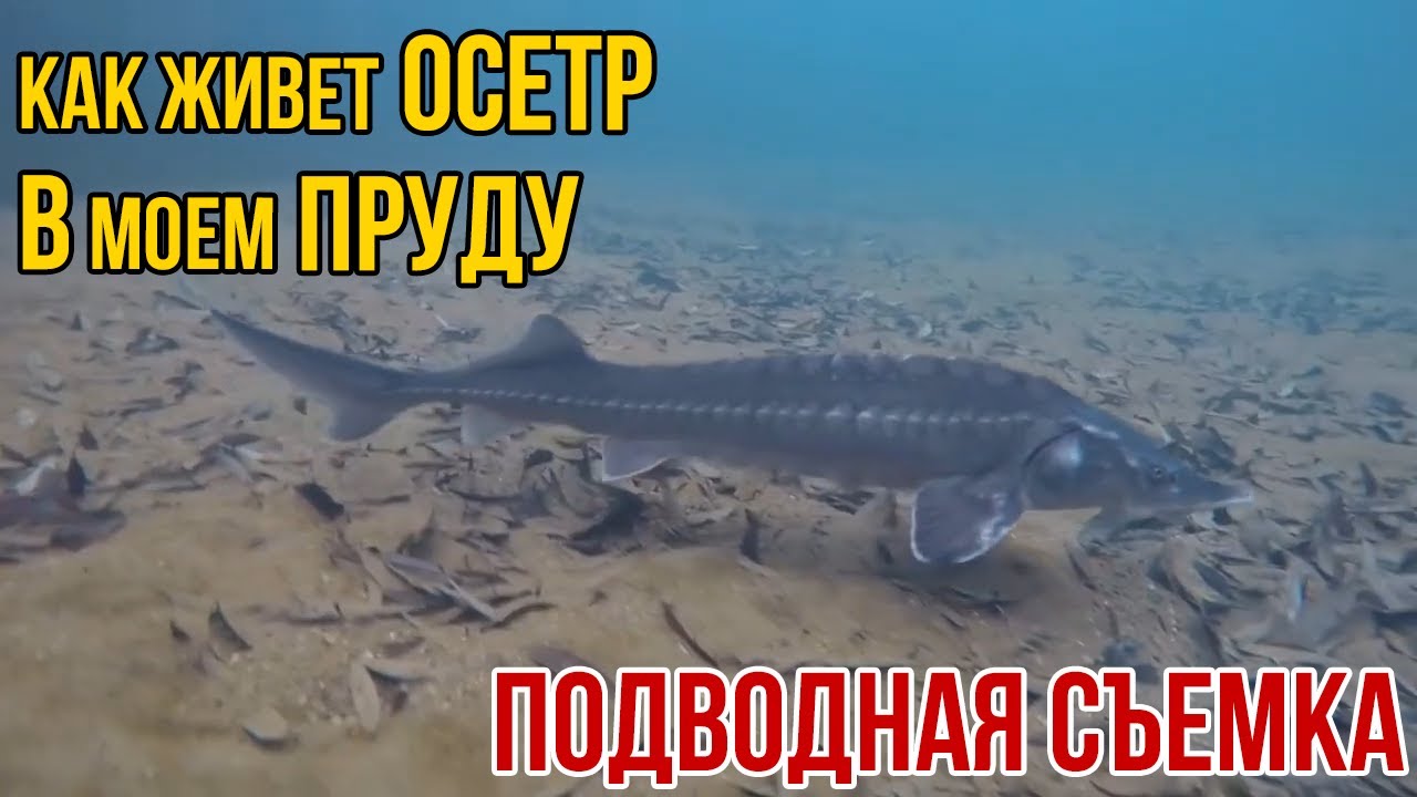 ОСЕТР - Подводная съемка | Дачный Пруд для осетра | почему осетр лучшая рыба для дачного пруда