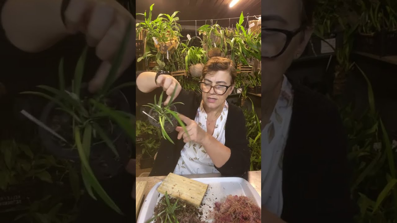 Orquidario Floraterapia está ao vivo!