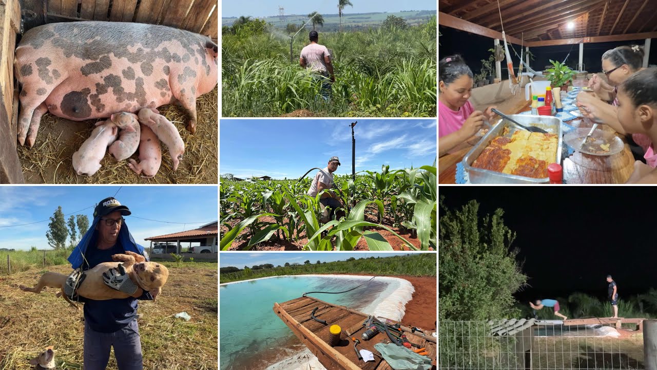 FIZEMOS UM TABLADO NA BEIRA DO TANQUE🔝😍MONTANDO A IRRIGAÇÃO PRA NOSSA ROCINHA|ÚLTIMOS DIAS COM ELES😞