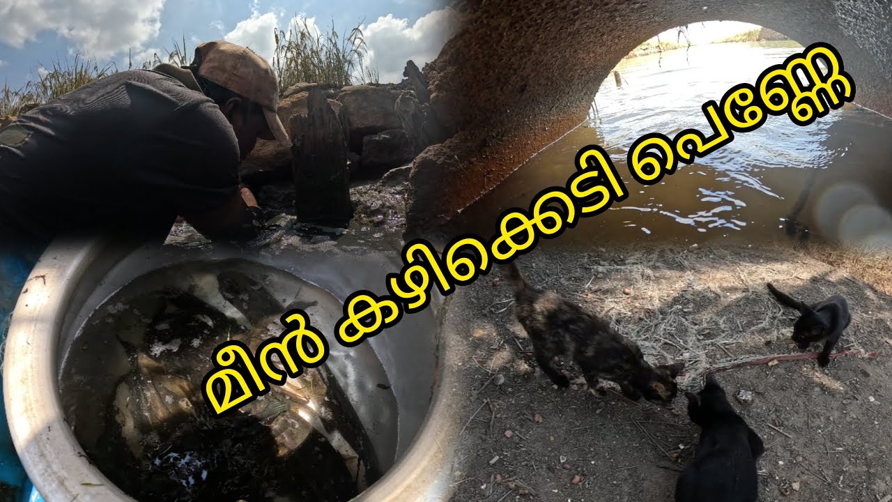 മീൻ കഴിക്കെടി പെണ്ണേ #Reallife #Realfishing #kayalfishing #keralafishing #kuttanadanfishing #my job