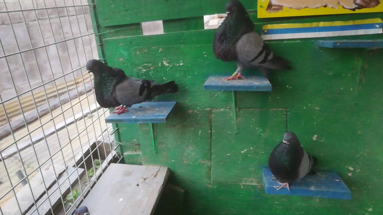 Palomos buchón canarios una colección de azules.. Buenos saludos