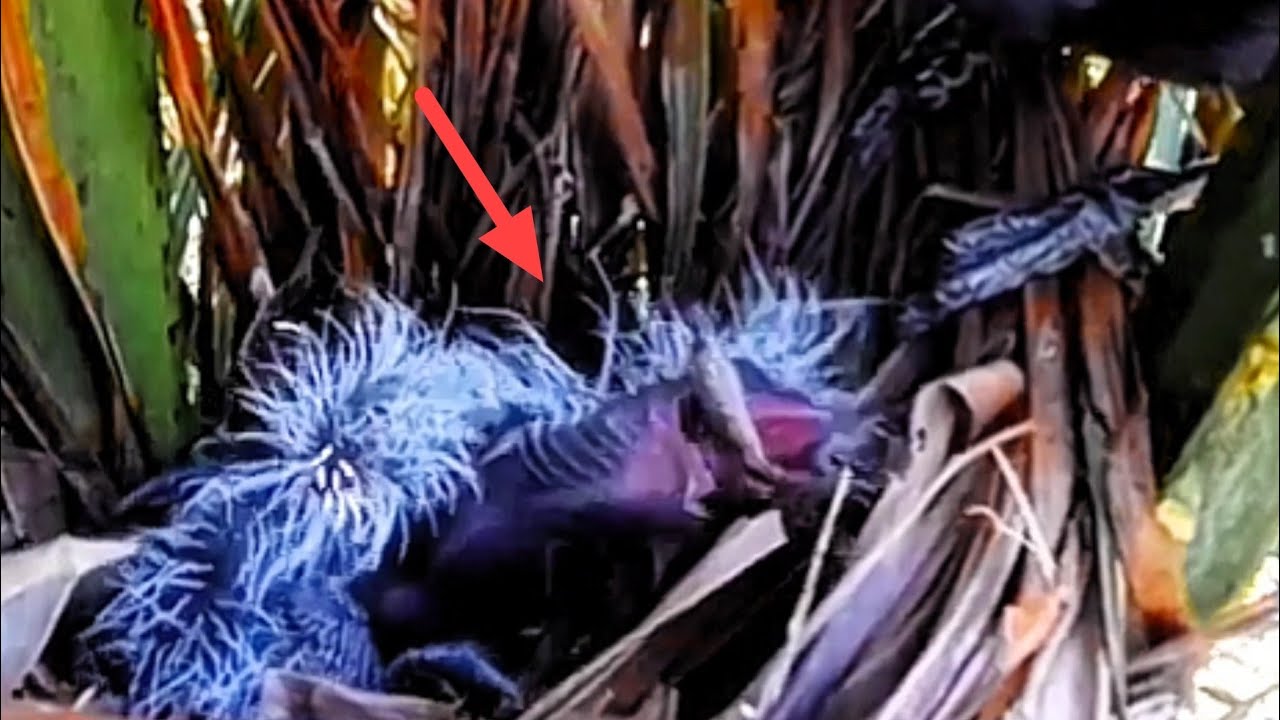 BAYI BURUNG SEKARAT AKIBAT TELAN TIKUS BESAR