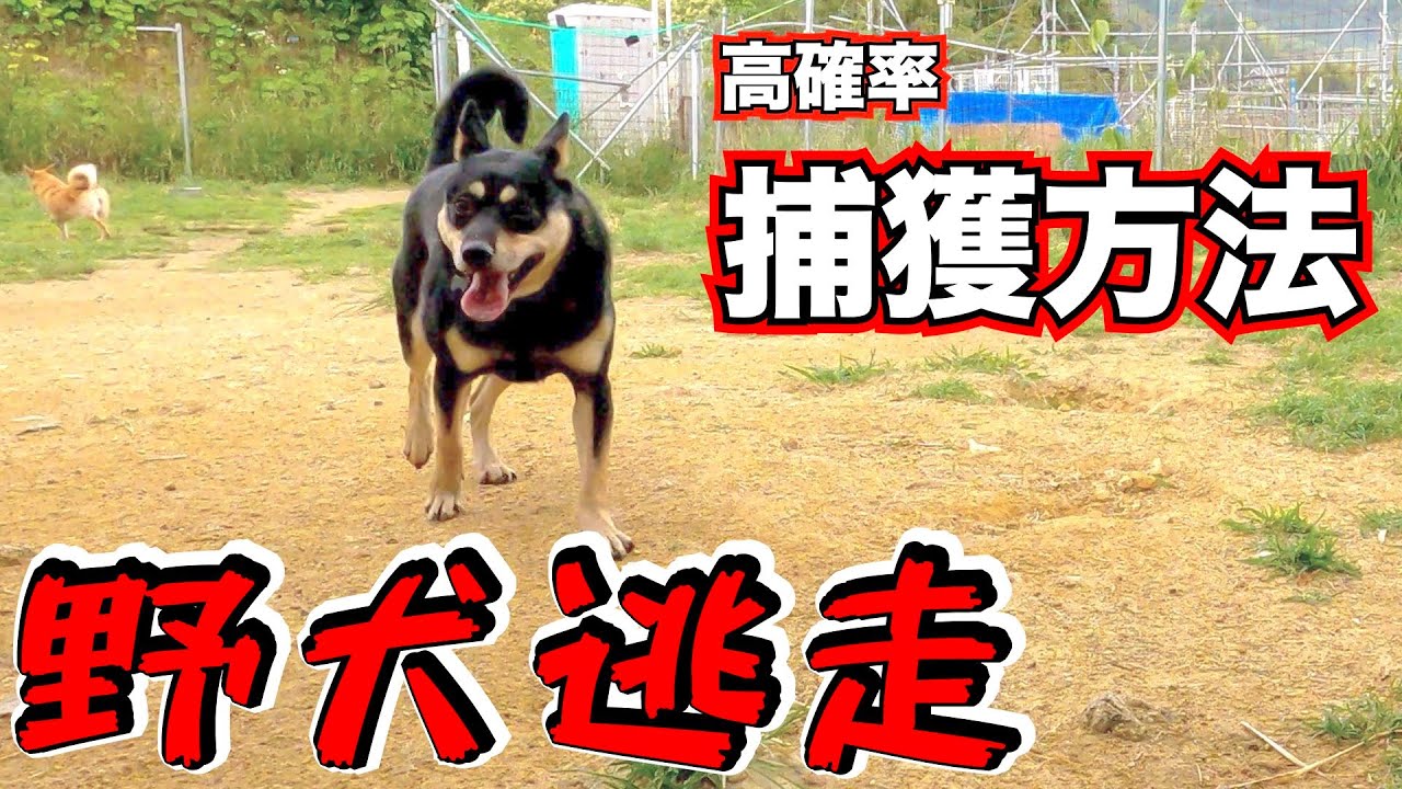 【野犬が逃げた】的確な対処法と逃走防止方法（良く相談あります）