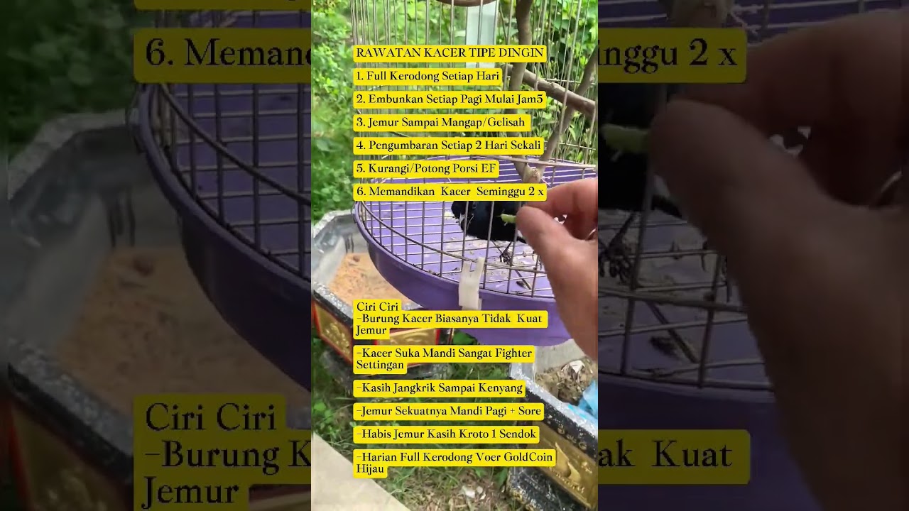 rawatan burung Kacer tipe dingin #burung #mangkicauoffecial #kicaumania #burungkicaudialamliar #bird